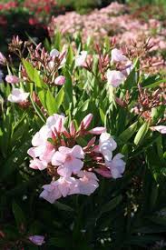 Image result for Nerium oleander