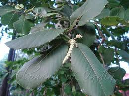 Image result for Homalium