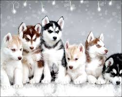 Some of the most expensive teacup puppies are often found at pet stores for much more money than they are worth. Siberian Husky Pomeranian Teacup Novocom Top