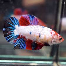 Live Betta Fish Big One Female Multi Colors Koi Candy Full Galaxy Red Head Hmpk Betta Fish Betta Fish