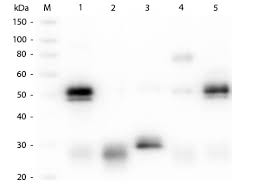 Tested in western blot (wb), immunofluorescence (if), immunocytochemistry (icc), immunohistochemistry (ihc) and flow cytometry (flow) applications. Anti Rabbit Igg H L Atto 647n Conjugated Pre Adsorbed Secondary Antibody Goat Polyclonal Atto 647n Wb If Buy Now Abcepta