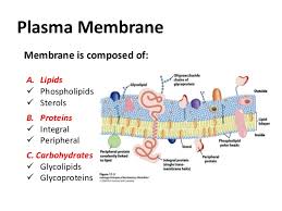We did not find results for: Membrane Dynamics Properties Of Biological Membrane Plasma Membrane
