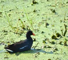 Water Birds Of Central Florida Photos Lake Apopka North Shore Wildlife Drive In Central Florida Altamonte Family Birds Photography Nature Wildlife Nature Birds