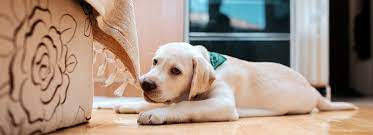 Why Doggy Daycare Can Wait