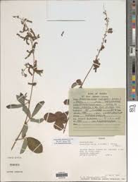 Image result for Rhaphiostylis beninensis