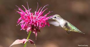 Hummingbirds are delicate birds that many people want to attract to their gardens. What Perennials Attract Hummingbirds To The Garden