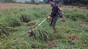 Serai wangi termasuk jenis tanaman serai yang memiliki daun lebih panjang dari serai yang lainnya. Panen Daun Serai Wangi Di Lubuk Sikaping Pasaman Youtube