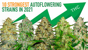 Organic seed and soil cannabis seeds are natural products. Top 10 Strongest Autoflowering Strains 2021 Fast Buds