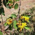 Image result for Grewia trichocarpa