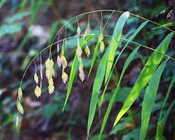 Image result for Chasmanthium latifolium