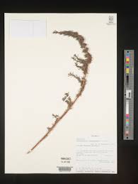 Image result for Anthospermum whyteanum