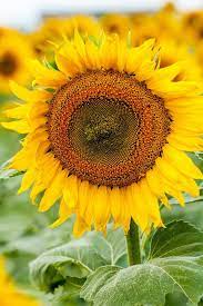 Outdoor gardeners rely on a warm growing season and plant big smile sunflowers produce a single flower and grow up to eight inches tall. Growing Sunflowers In Pots Easy Step By Step Guide Growing Family