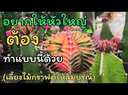 ป กพ นโดย wichulada s garden ใน สวนข างบ าน การปล กพ ช ต นไม