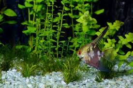 We did not find results for: Aquatic Plants For Fish To Eat Learn About Edible Plants For Fish