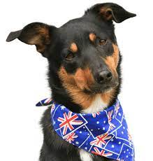 Australian Kelpie Puppies For Sale Adoptapet Com