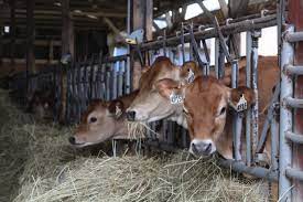 Is A2 Milk The Future Of Dairy Farm And Dairy