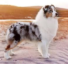 Aussie Strong And Loyal Australian Shepherd Dogs Cute Dogs Breeds Pretty Dogs
