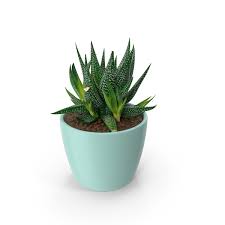 Succulent
