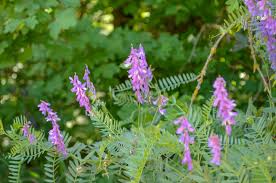 Plants with purple leaves are a boon in summer when their dramatically dark foliage works hard to provide a striking contrast with bright flowers. Purple Flowers With Green Leaves Photo Free Blossom Image On Unsplash