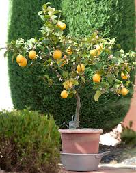 Insbesondere für einen befall mit schädlingen oder spinnmilben ist sie sehr empfänglich. Zitronenbaum Pflanzen Und Pflegen Mein Schoner Garten