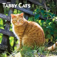 Cat calendar calendar 2020 persian cats gatos kitty cats persian people cats and kittens kitty. Tabby Cats 2020 12 X 12 Inch Monthly Square Wall Calendar Animals Cats English French And Spanish Edition Browntrout Publishers Inc Browntrout Publishers Editing Team Browntrout Publishers Design Team Browntrout Publishers Design
