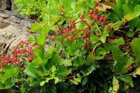 Image result for Cyphostemma lanigerum