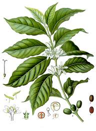 Image result for Coffea sp. A