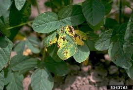 Image result for pseudomonas savastanoi pv nerii oleander symptoms