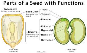 Blank cell diagram wiring diagram. Parts Of A Seed Their Structure And Functions With Diagram