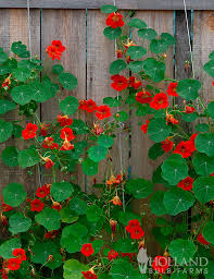 Image result for Nasturtium