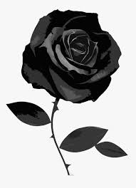 Wallpapers in ultra hd 4k 3840x2160, 1920x1080 high definition resolutions. Black And White Rose Wallpaper Black Rose No Background Hd Png Download Kindpng