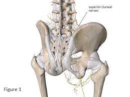 What In The World Are Back Mice Academy Of Clinical Massage