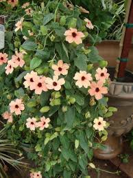 Thunbergia Alata Blushing Susie Black Eyed Susan Black Eyed Susan Vine Pretty Plants