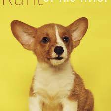 Learn all about the runt of the litter. Interesting Facts And Myths About The Runt Of The Litter Pethelpful