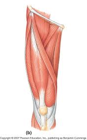 Posted on december 8, 2018. Leg Muscles Anatomy Labeled Muscle Leg Model 3 4 Life Size 9 Part 3b Smart Anatomy