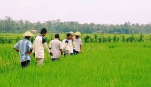 Pemprov dorong tpid jaga stabilitas harga. Pemprov Kaltara Cetak Sawah Bersama Tni