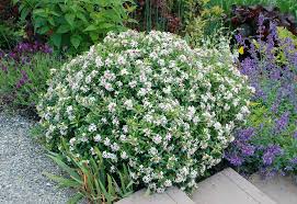 A great solution for low hedging, containers, perfumed borders and underneath tree canopies. Daphne X Transatlantica Blafra Eternal Fragrance Havlis Cz