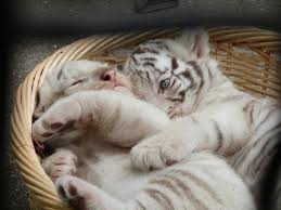   2022  -    ()   -   -