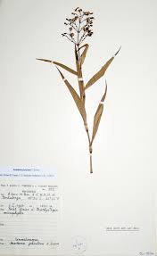 Image result for Aneilema johnstonii