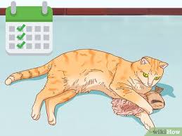 We did not find results for: 3 Ways To Give Catnip To Your Cat Wikihow