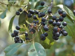 Image result for Cryptocarya woodii