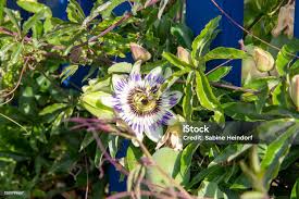 Image result for Passifloraceae