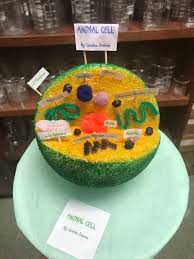 Maybe you would like to learn more about one of these? Davis 9 Aldine Isd On Twitter 3d Animal Cell Models In Biology Mrmunizclass Jkmetcalf1 Hightower 333