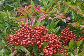Maybe you would like to learn more about one of these? Nandina Aspca