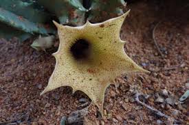 Image result for Huernia levyi