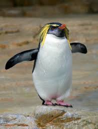22 Reasons Why Penguins Are Hands Down The Best Animals On Earth Penguins Rockhopper Penguin Macaroni Penguin