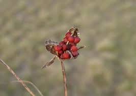 Image result for Romulea