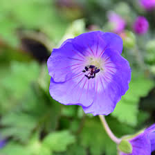 Check spelling or type a new query. Rozanne Cranesbill Geranium Rozanne In Fort Wayne Indiana In At Arbor Farms Nursery