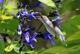 Maybe you would like to learn more about one of these? Attracting Hummingbirds To Your Yard And Garden Hyannis Country Garden