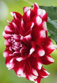 Image result for Dahlia x pinnata `Redskin`
